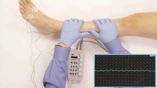 Gastroc medial músculo