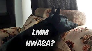 Even my dog(Haku) likes Hwasa&#39;s Voice ❤