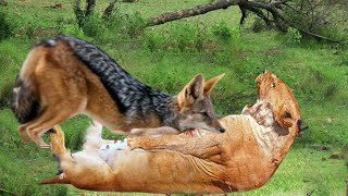 Extremely Cruel Lion Hunting Jackal - Horrifying Revenge When The Lion Was Beaten By The Jackal