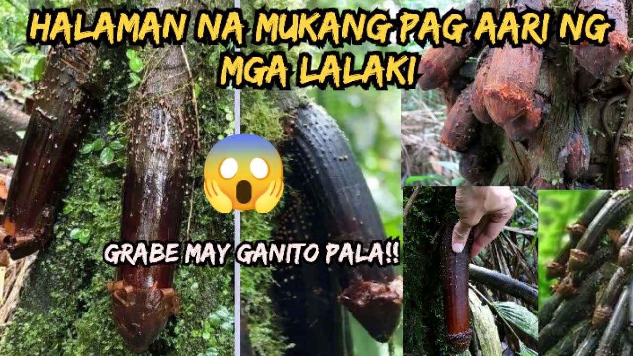 MAMANGHA SA HITSURA NG HUACRAPONA PALM TREE/HUACRAPONA PALM BENIFITS