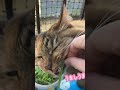 わたくしに猫草を食べさせなさい　#猫 #shorts #猫のいる暮らし