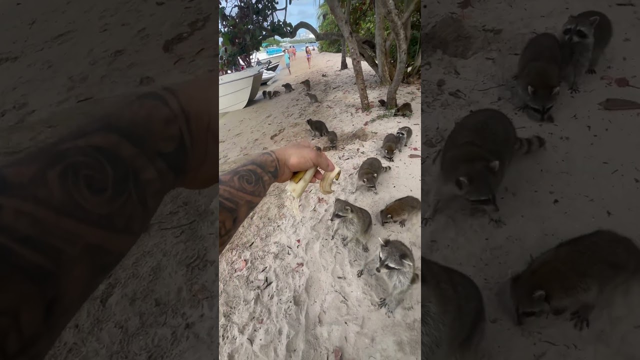 Racoon Island 🏝️ Near Miami. Home of hundreds of racoons