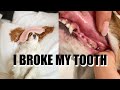 BEWARE OF BULLY STICKS // Fractured Carnassial (premolar) Tooth on Dog