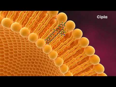 Video: Liposoomi Ja Micelle Erinevus