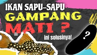 TIPS MEMELIHARA IKAN SAPU-SAPU | TANKMATE IKAN DI AQUARIUM