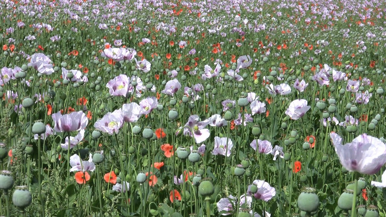 Field Of Opium Poppy Flowers And Seed Heads. Stock Footage YouTube