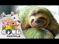 Смешные видео про животных #7 | COUB | Приколы с животными