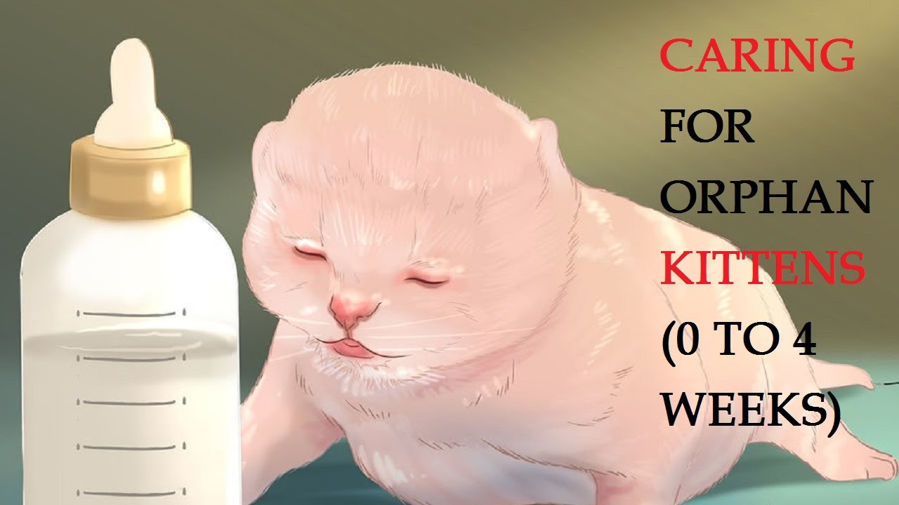 how to take care of week old kittens