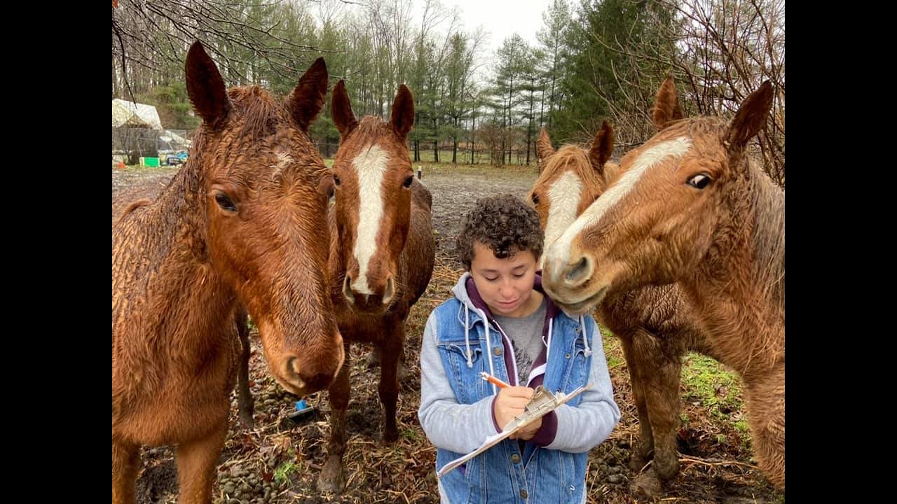 Hoarding investigation: Dozens of neglected animals rescued from Clermont County home