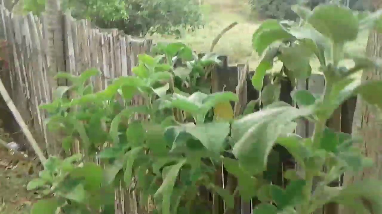 tavinho palpite para hoje PALPITES PARA A PTN E CORUJA DO DIA 28/09/2017