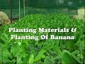 Planting Materials & Planting of Banana