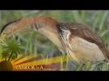 Little Squaco البلشون الصغير Little Squaco البلشون الصغير