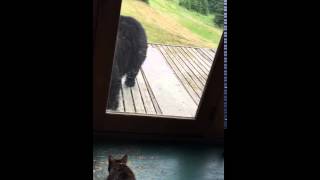 Кот против Медведя/Cat vs. Bear Кот против Медведя/Cat vs. Bear