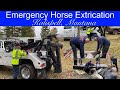 Emergency horse extrication