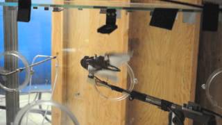 bat-drone windtunnel testing
