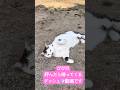 びびの呼んだら帰ってくるダッシュ動画です。ゴロゴロ🐈してます。 #びびちょぱ #猫ダッシュ #catsdash #cats #呼んだら帰ってくる #ネコ #猫のいる暮らし #ねこ #保護猫