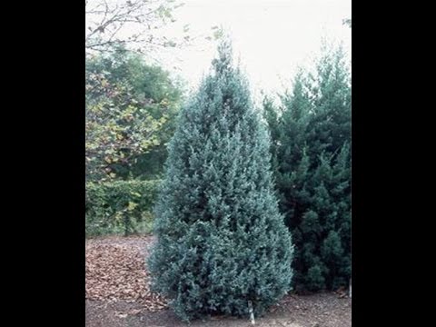 Blue Point Juniper Problems You Blue Point Juniper Problems