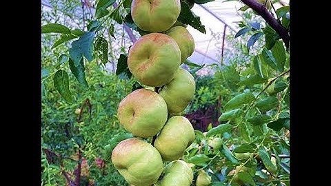 Hướng Dẫn Kích Hoa Đậu Trái Cho Cây Hồng Táo - Táo Tàu