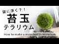 宙に浮く⁉ 苔玉テラリウムの作り方【レイアウトテクニック】｜How to make a moss ball in terrarium #17