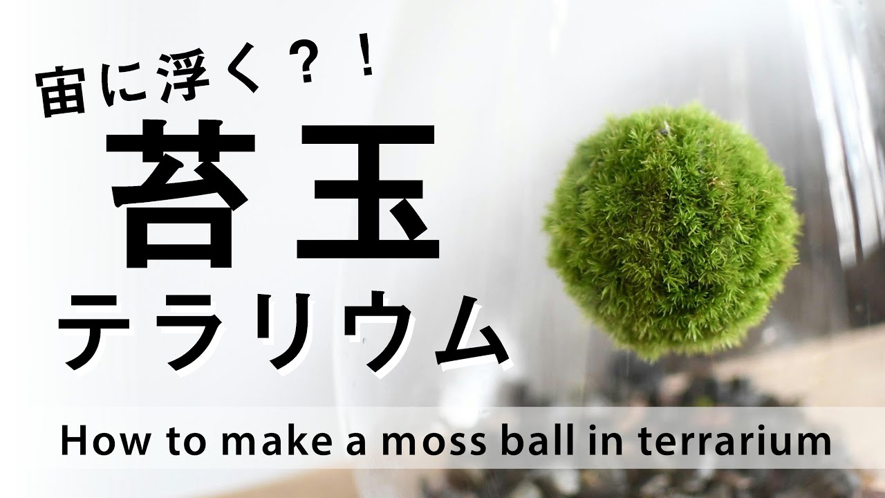 100均でつくるミニ苔玉テラリウム ダイソー編 26 How To Make A Moss Ball Terrarium 26 Youtube