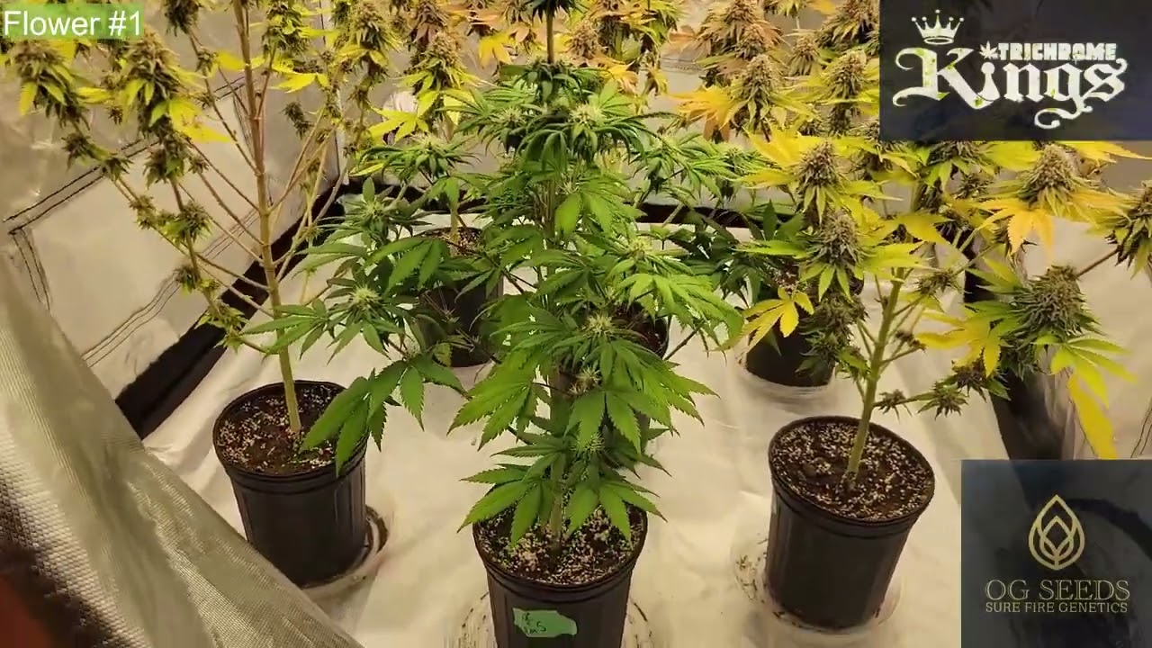 Zoltrix - CHERRY LIME RESERVE & LIME BREATH  BANANACREAMSUNDAE ATLAS & TRICHROME KINGS 