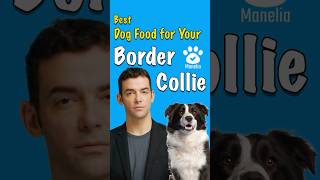 Choosing the Best Dog Food  for Your Border Collie