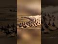 Soldiers of Allah ⚔️ Halal Nasheed 2026