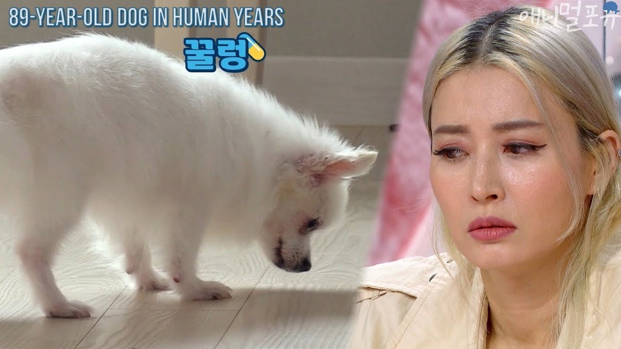[CC] 사람 나이로 89살인 황보의 초고령견 '진쓰' 구토 후 다시 먹기까지?... [펫 비타민], KBS 201022 방송