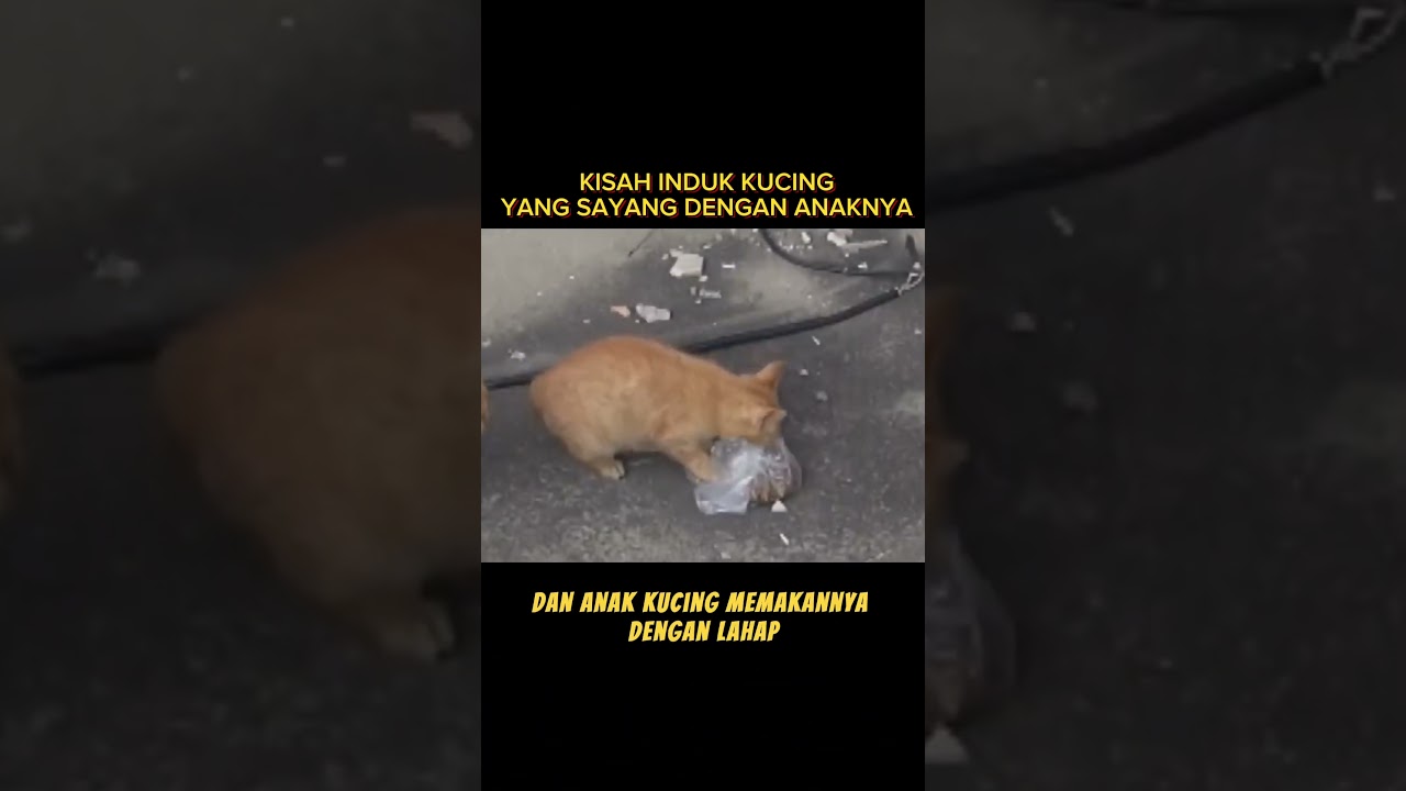 Kisah Sedih Perjuangan Ibu Kucing Ini 
