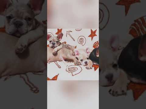 наша новая семья французских бульдогов 🏠🥰👪❤😘