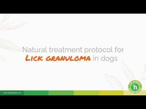 Natural Treatment Plan for Lick Granuloma in Dogs