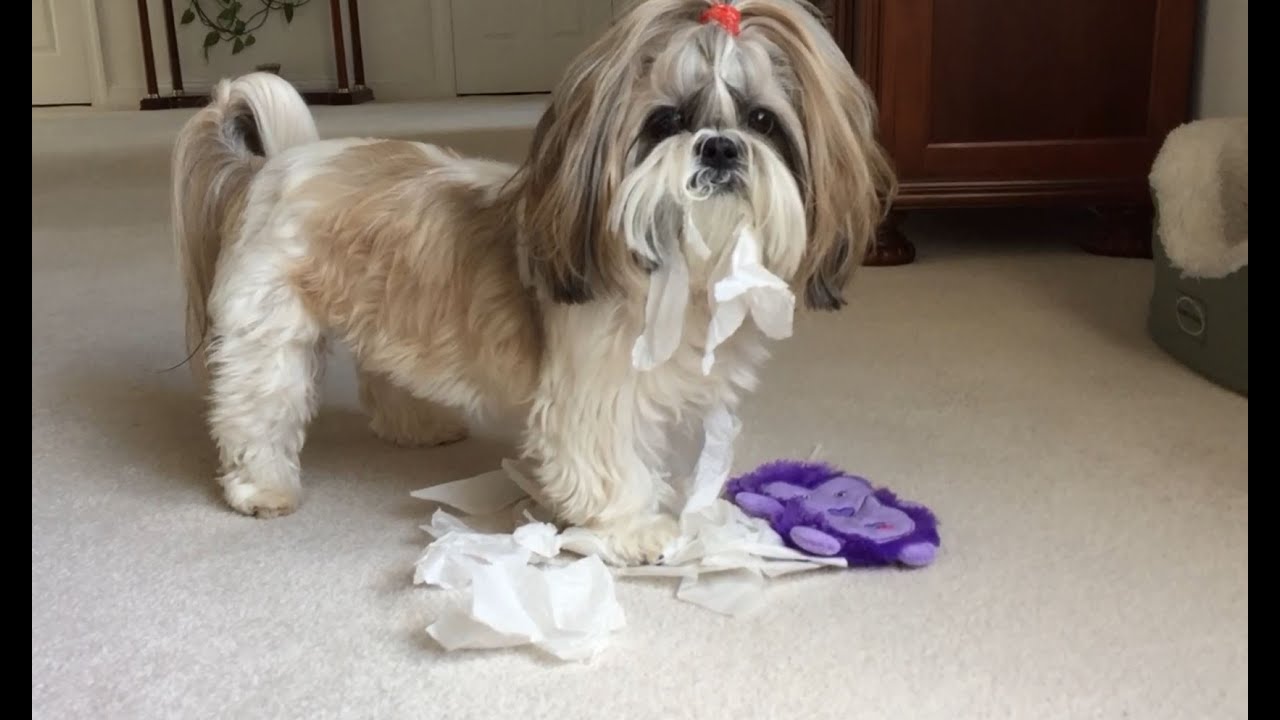 what does shih tzu does shih tzu like new hi to what does shih tzu does shih tzu like new hi to