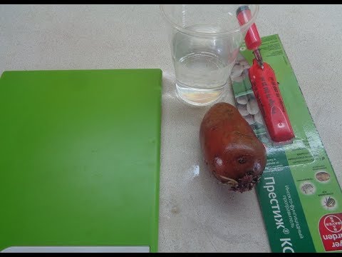 НИКОГДА НЕ ОБРАБАТЫВАЙТЕ ПРЕСТИЖЕМ КАРТОФЕЛЬ РАННИХ СОРТОВ. Ольга Чернова.