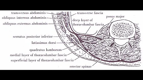 Transmuscular Quadratus Lumborum block (QL-3)