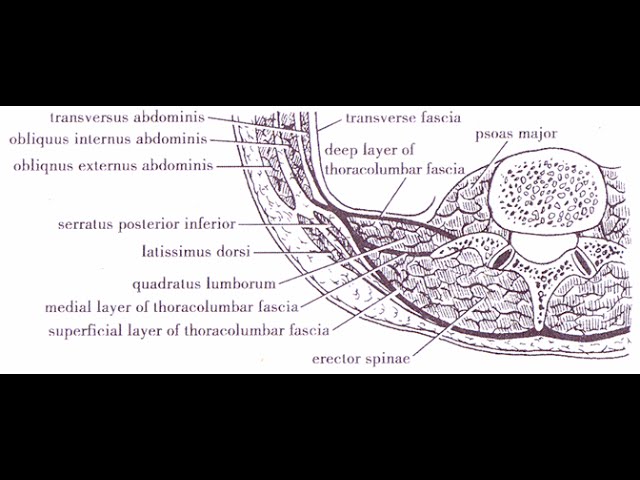 Quadratus Lumborum Ql3 Block Usg Guided Youtube The Efficacy Of