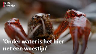 Waterplanten moeten de Molenpolder redden van de Amerikaanse rivierkreeft | RTV Utrecht