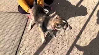 Puppies Celeste and Kylie at Posh Pets, Long Beach, NY