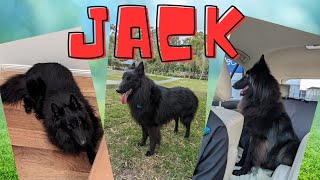 Introducing Jack the Belgian Shepherd Groenendael ‍