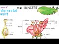 अध्याय 7 जीव जनन कैसे करते हैं कक्षा 10 विज्ञान | Chapter 7 NCERT Class 10th Science