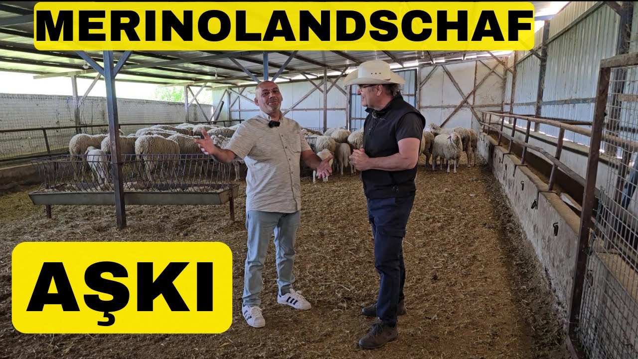MERINOLANDSCHAF AŞKI BAMBAŞKA (Satmaya Bile Kıyamıyor)