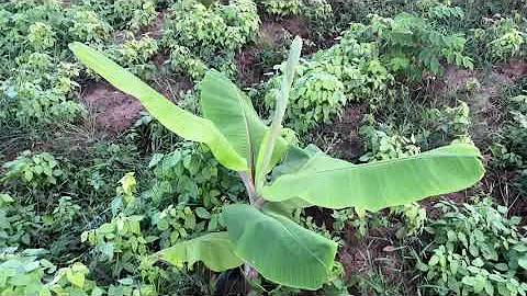 2 month update on plantations | 5 layer coconut model | Subhash Palekar Natural Farming