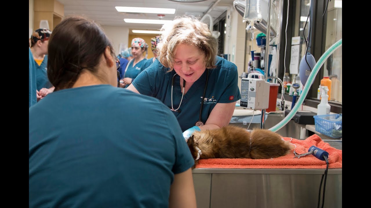 Pet Dish TV Making vet care more accessible YouTube