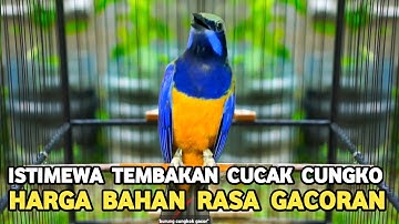BURUNG MASTERAN JAWARA ISTIMEWA HARGA BAHAN DAPET RASA GACORAN DI PASAR BURUNG PRAMUKA