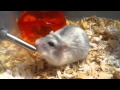 hamster drinking water