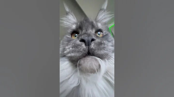 Video 11439131: mainecoon cat funny, scary cat funny, funny cat attacks