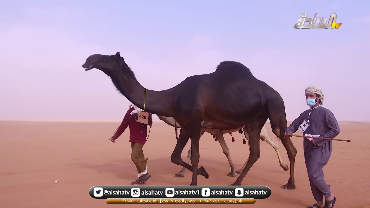 دخول فئة الفردي جل لون المجاهيم