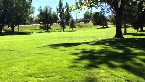 get rid of problem geese on golf courses