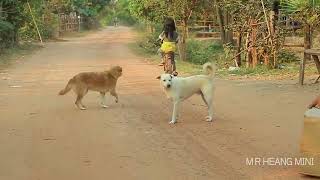 Pegadinha Com Cachorros 😂🤣