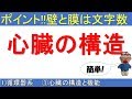 心臓の構造【解剖生理学Ⅰ1)循環器系/①心臓の構造と機能】