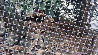 Hansel And Gretel Pecking Order